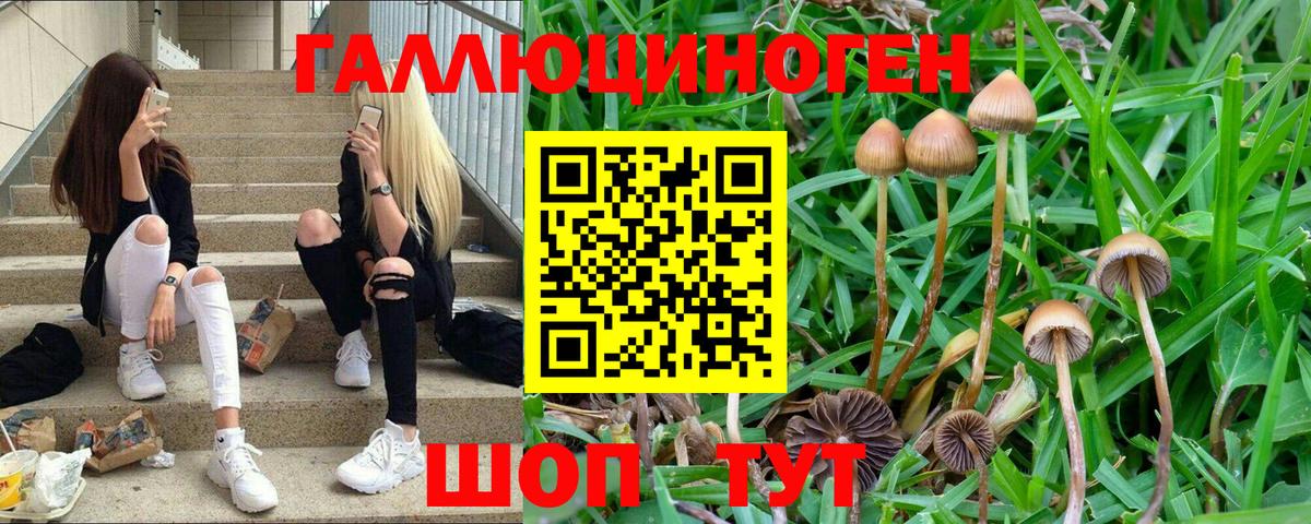 Галлюциногенные грибы Psilocybine cubensis  Вход с VPN  Тимашёвск 